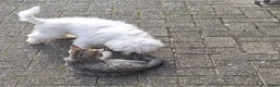 Maltezer honden te koop: Maltezer reutje. Rasecht. 1 jaar - Advertentie 7