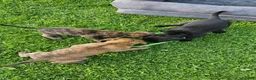 Kruising honden te koop: Hollandse Herder X Labrador pups zoeken baasje! - Advertentie 4