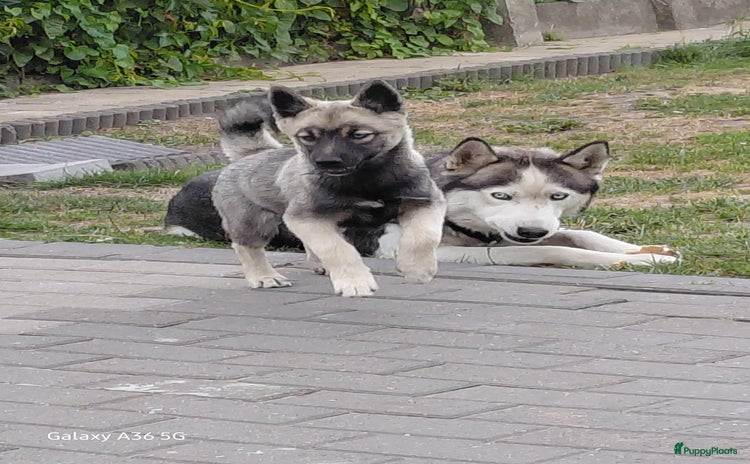Kruising honden - Advertentie 4