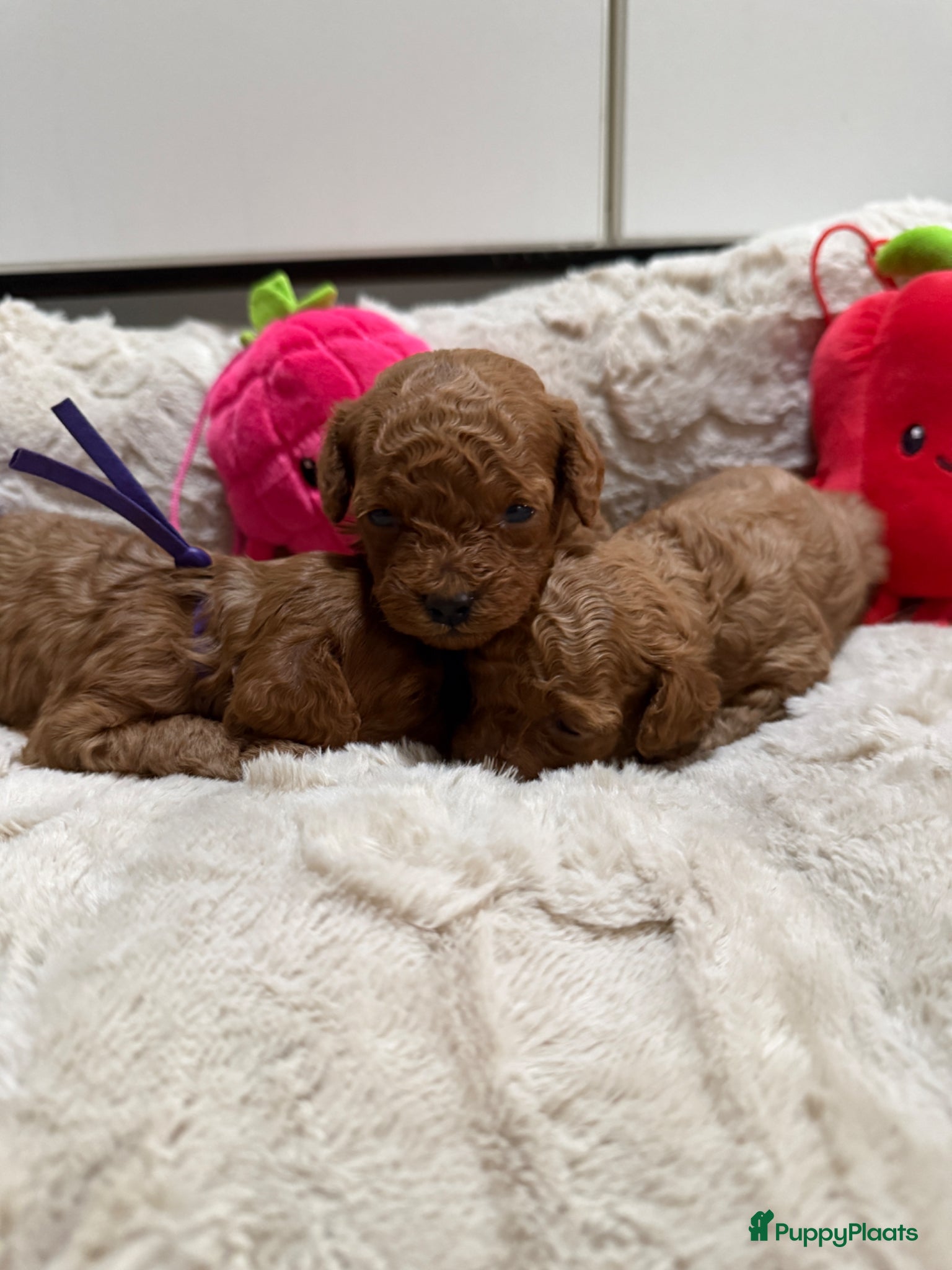 Poedel Toy honden Poedel toy pups 🐩🥰2 teef   beschikbaar !!! - Advertentie 2
