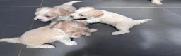 Maltipoo honden te koop: Maltipoo pups - Advertentie 4