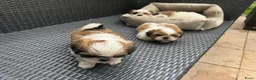 Shih Tzu honden te koop: Rashoeivere Shih Tzu-puppy's van 7 weken oud - Advertentie 2