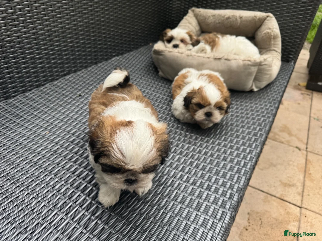 Shih Tzu honden te koop: Rashoeivere Shih Tzu-puppy's van 7 weken oud - Advertentie 2