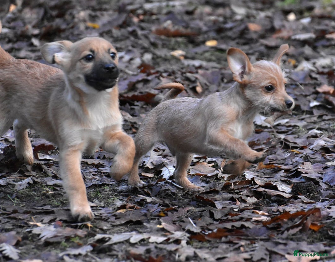 Boomer honden te koop: Super leuke zeer vrije Boomer pups - Advertentie 11