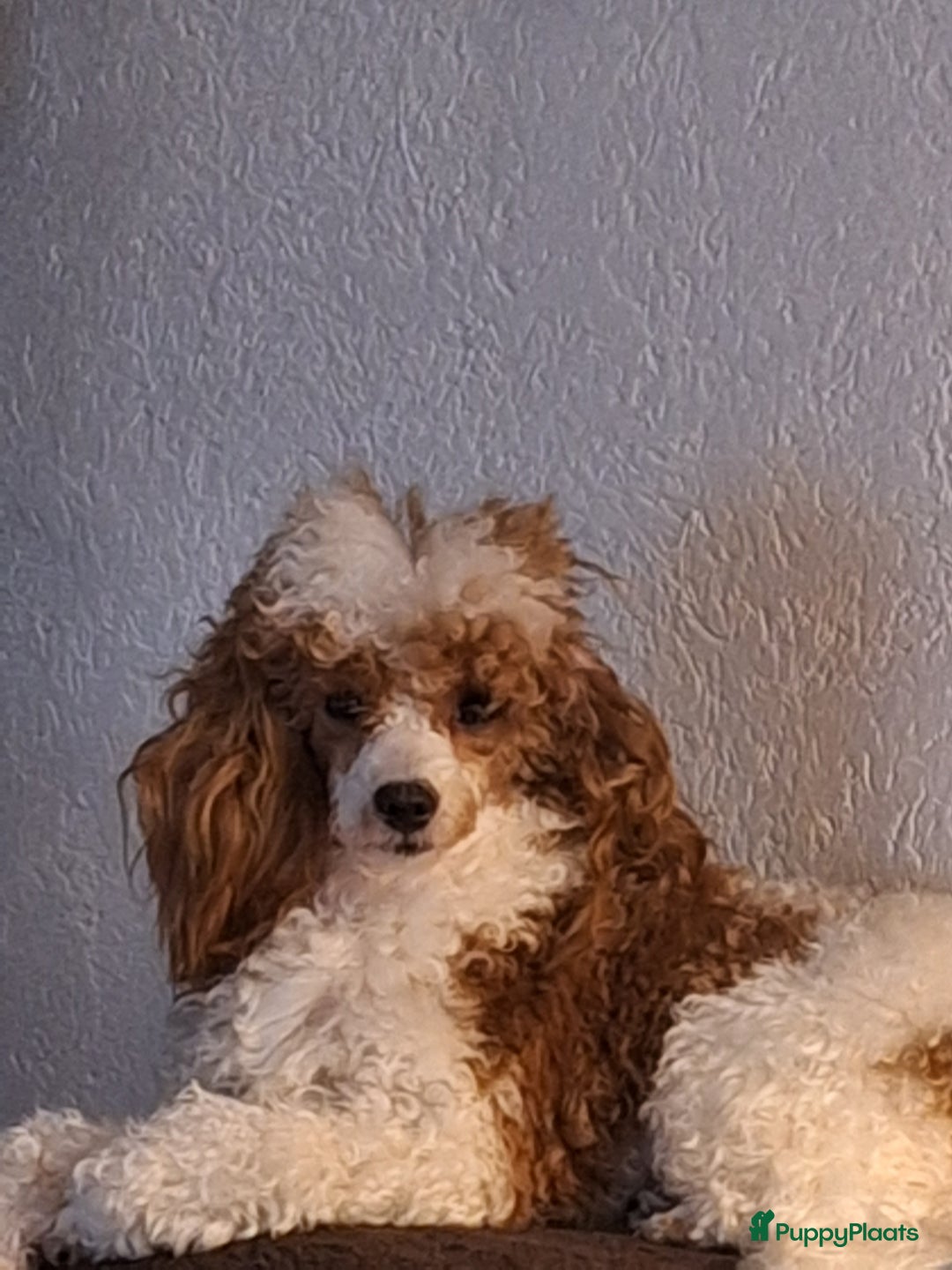 Dwergpoedel honden te koop: Xenna drachtig van 5 puppy's  - Advertentie 16