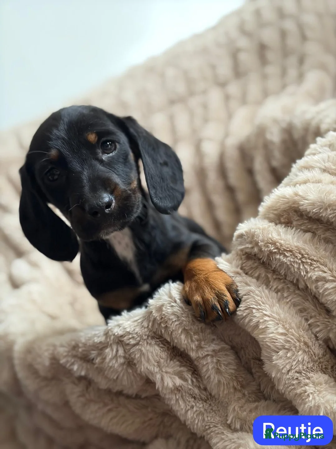 Teckel (korthaar)  honden te koop: Super lieve teckelpups zoeken forever home! - Advertentie 6