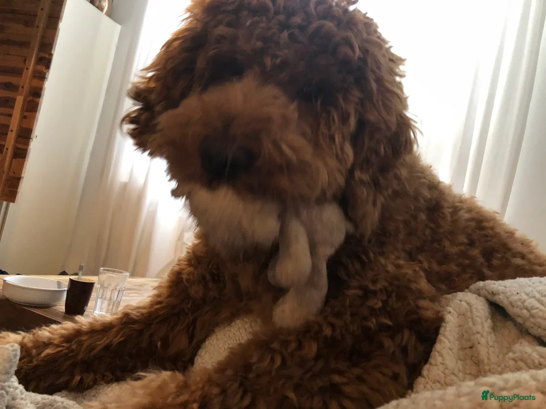 Labradoodle honden ter dekking: KNAPPE AUSTRALIAN LABRADOODLE DEKREU PUK in Breda - Advertentie 10