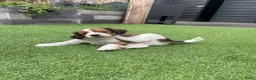 Kooikerhondje honden te koop: Kooiker pups Kooikerhondje  - Advertentie 12