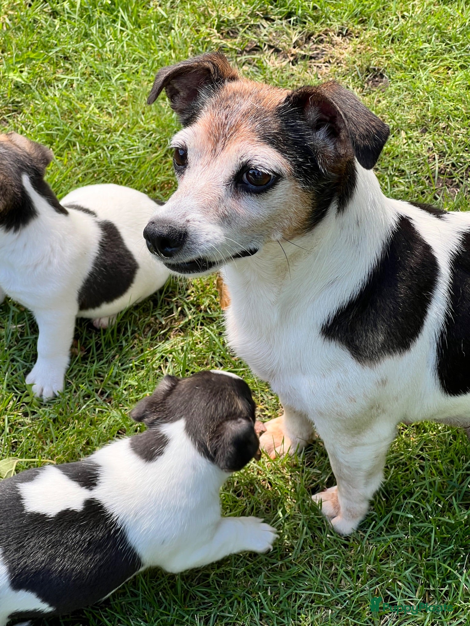 Jack Russel Terriër honden Jack Russell pups - Advertentie 2