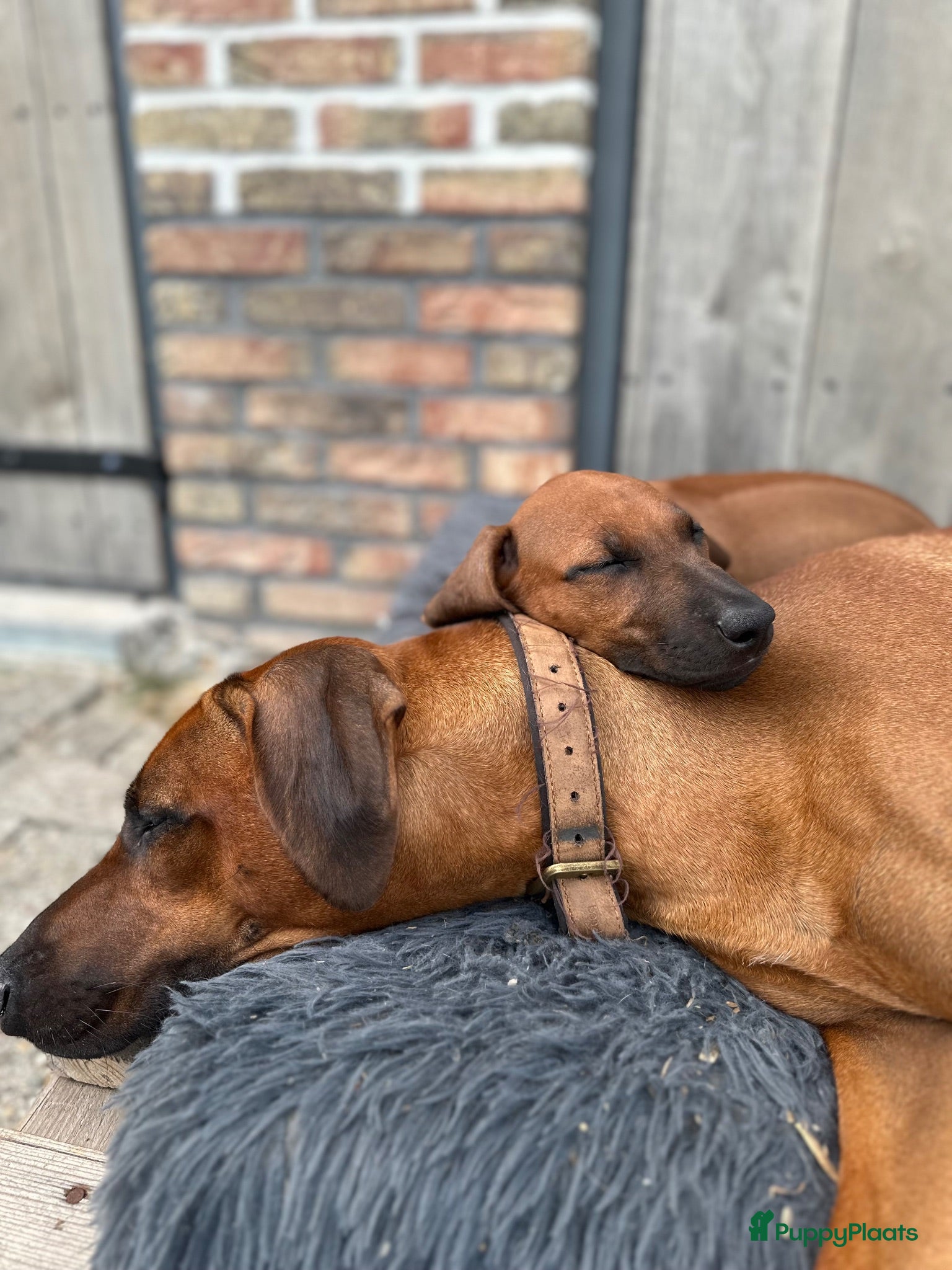 Rhodesian Ridgeback honden 10 prachtige Rhodesian Ridgeback pups te koop - Advertentie 1