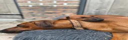 Rhodesian Ridgeback honden te koop: 10 prachtige Rhodesian Ridgeback pups te koop - Advertentie 3