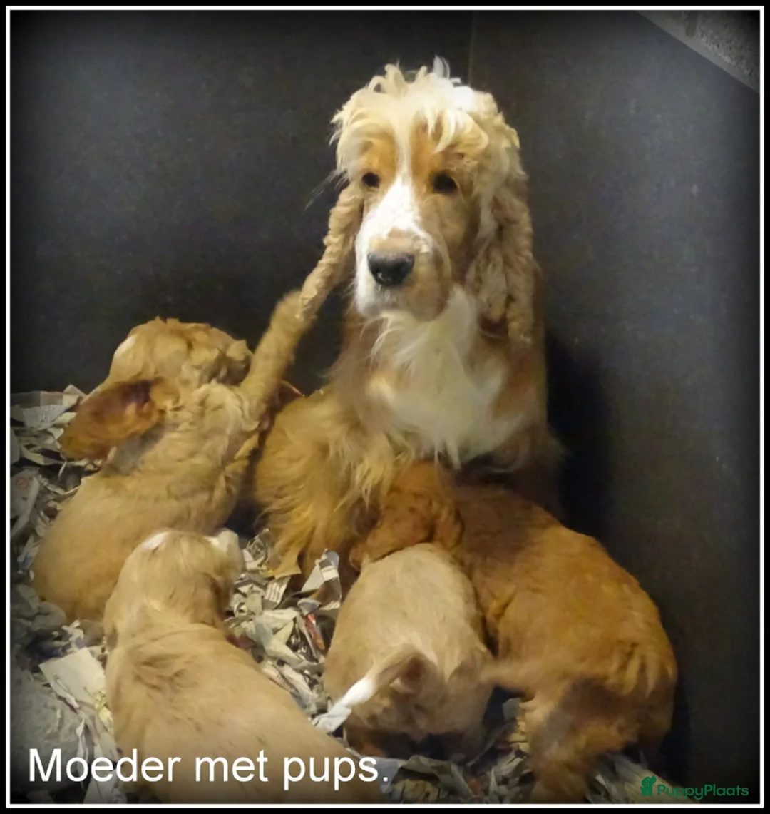 Cockapoo honden te koop: Cockapoo pups - Advertentie 15