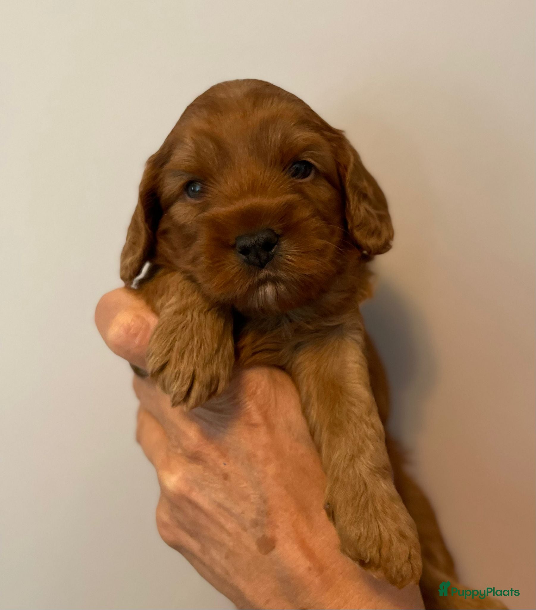 Australian Labradoodle honden Nestje Australian Labradoodles mini - Advertentie 1