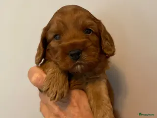 Australian Labradoodle honden Nestje Australian Labradoodles mini - Advertentie 2