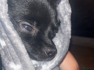 Kruising honden Coco te koop - Advertentie 2