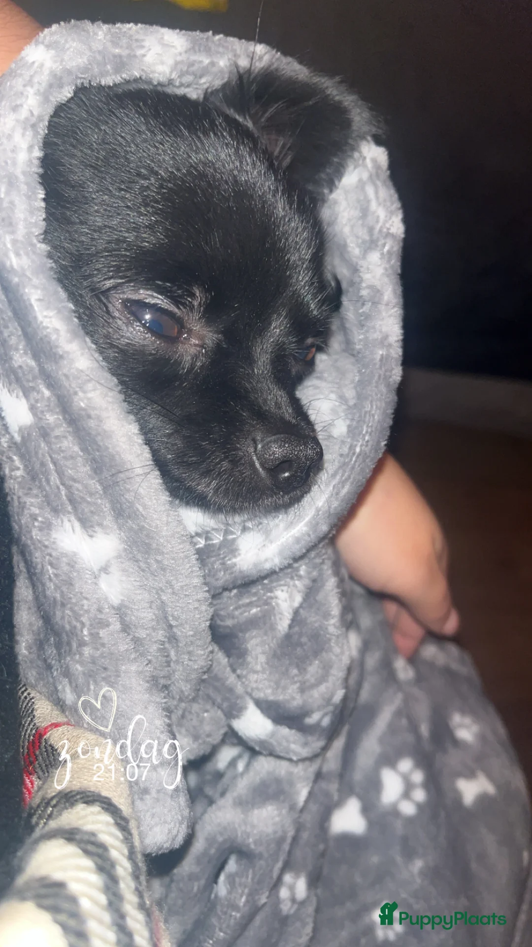 Kruising honden te koop: Coco te koop - Advertentie 1