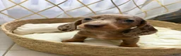 Teckel (korthaar)  honden te koop: Dwerg Harlequin Teckel pupjes - Advertentie 21