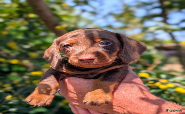 Teckel (korthaar)  honden - Advertentie 2
