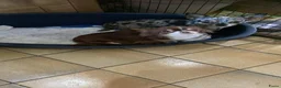 Chihuahua honden te koop: Korthaar chihuahuapups - Advertentie 21
