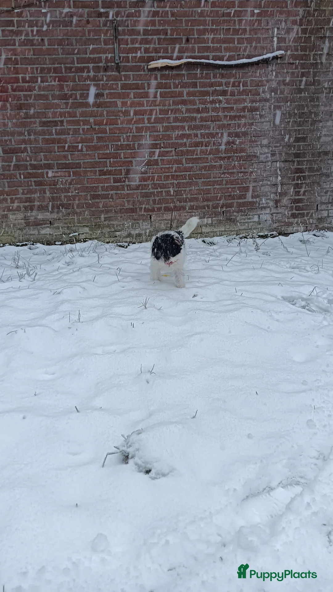 Kruising honden te koop: Maltipoo pup - Advertentie 15