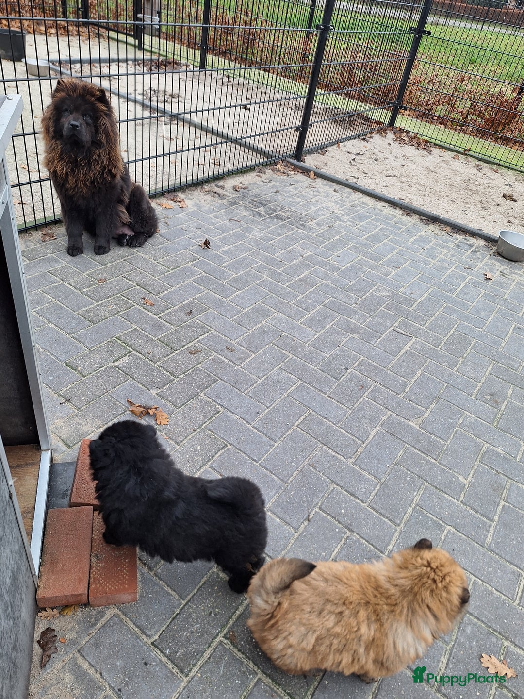 Chow Chow honden te koop: Nog 2 chow chow pups beschikbaar - Advertentie 19