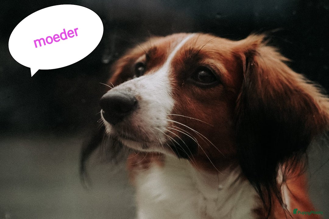 Kooikerhondje honden te koop: 8 week oude kooikerpups op zoek naar warm thuis. - Advertentie 2