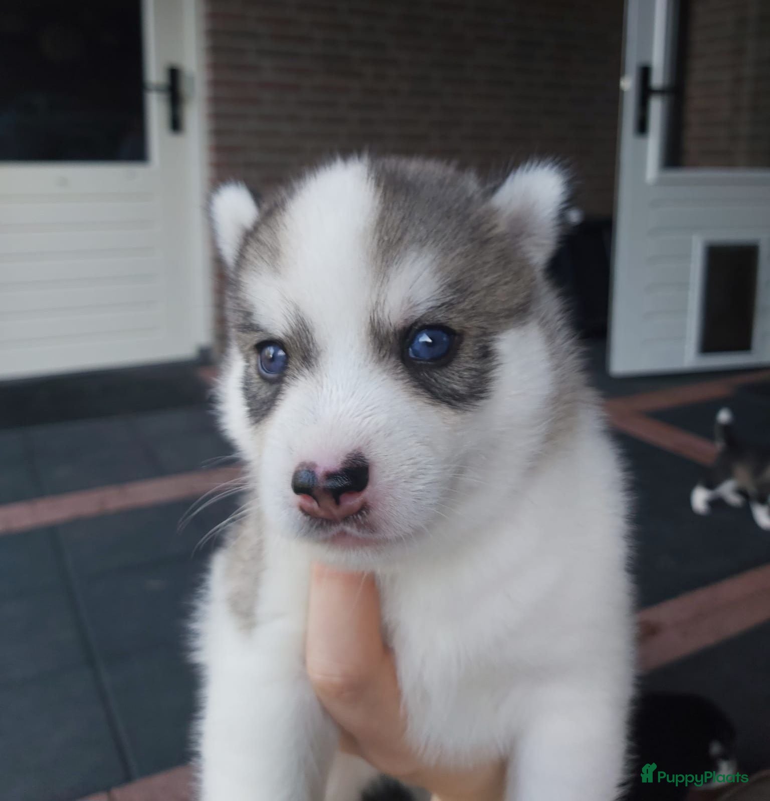 Pomsky honden F3 pomskys - Advertentie 1