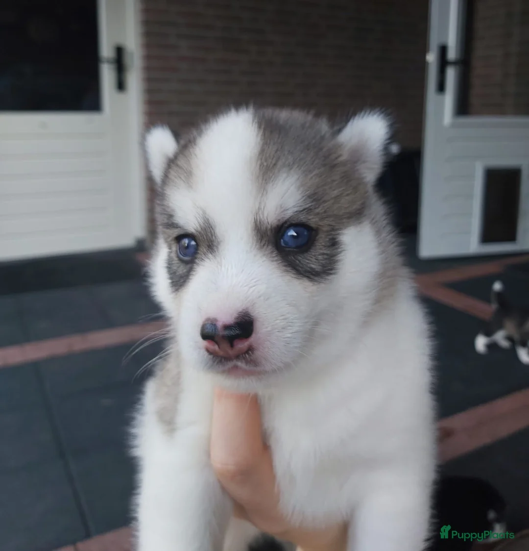 Pomsky honden te koop: F3 pomskys - Advertentie 1