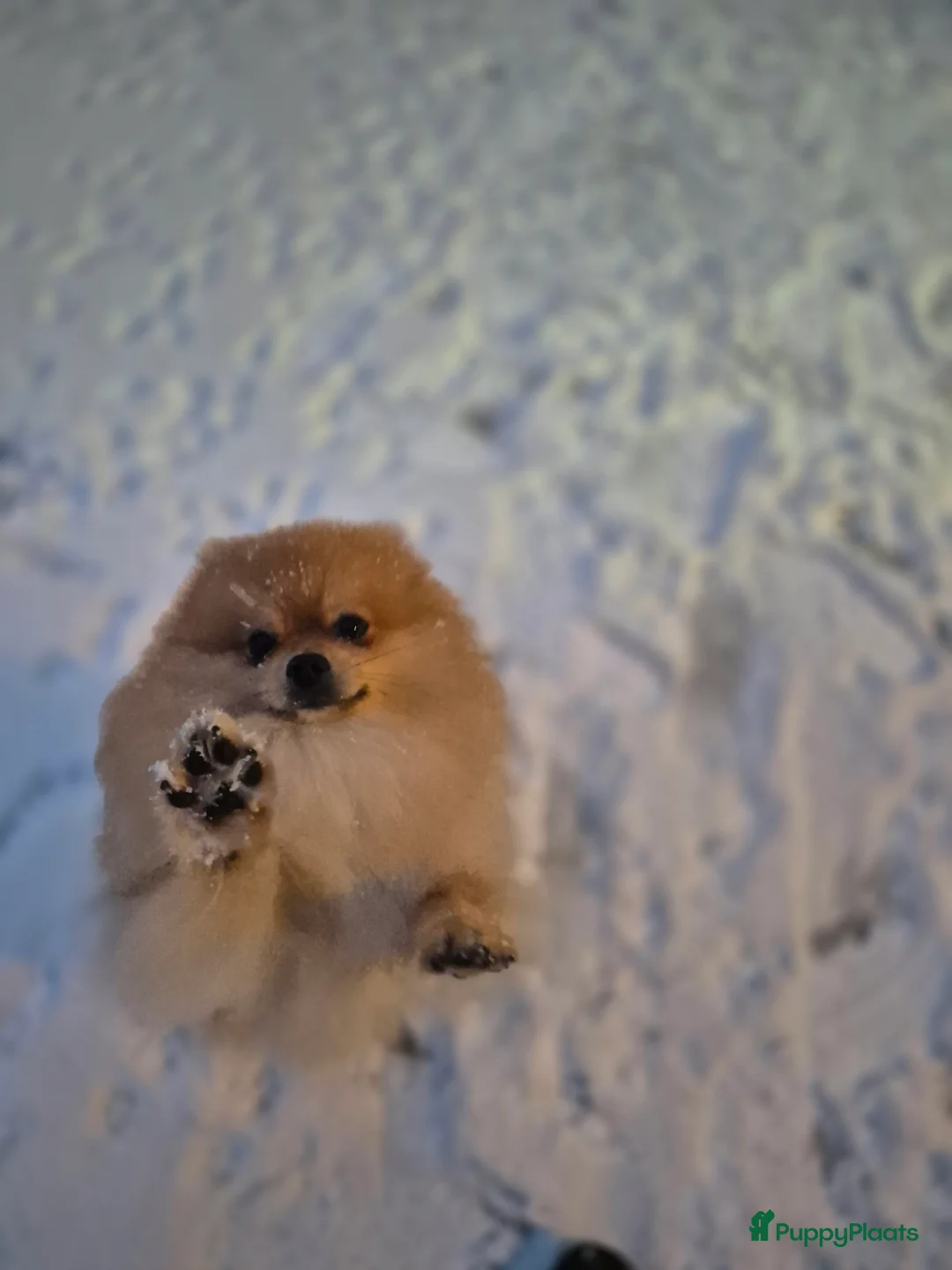 Pomeriaan honden te koop: nog 2 hele schattige teefjes🥰 - Advertentie 5