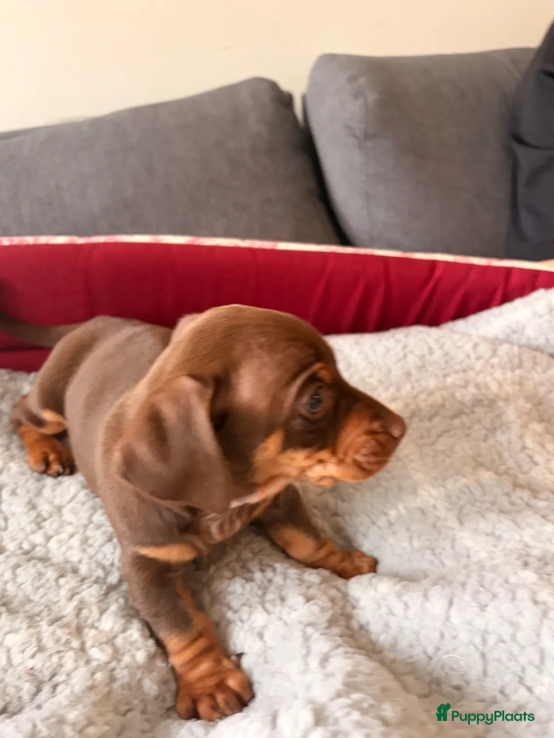 Teckel (korthaar)  honden te koop: Kanichen teckel pups zijn opzoek naar gouden mand. - Advertentie 2