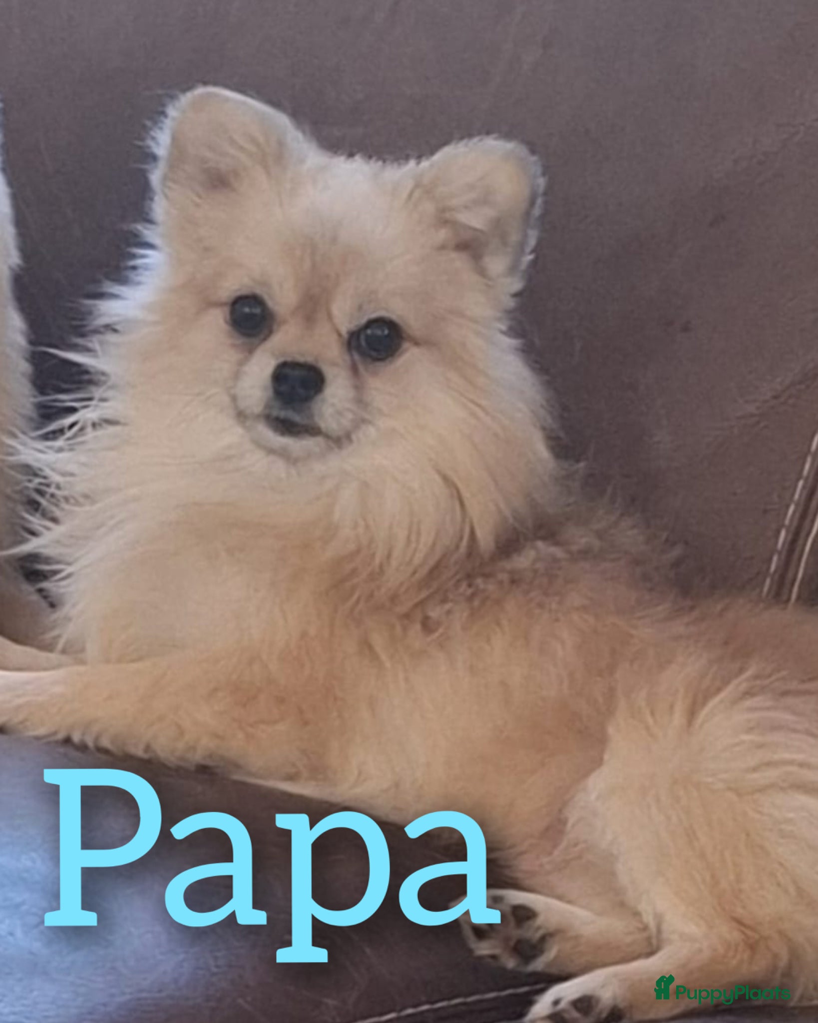 Pomeriaan honden te koop: Buddy in Leeuwarden - Advertentie 3