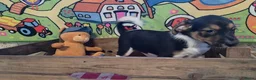 Boerenfox honden te koop: Prachtige 100% boerenfox pups met unieke kleuren - Advertentie 6