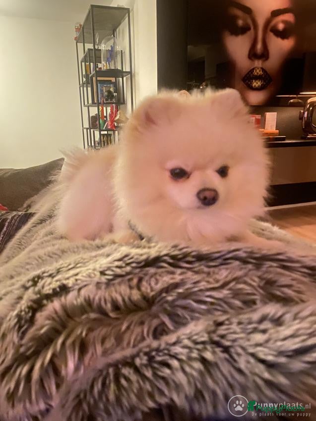 Pomeriaan honden Dekreu Pomeranian Stamboom aangeboden in Voorburg - Advertentie 2