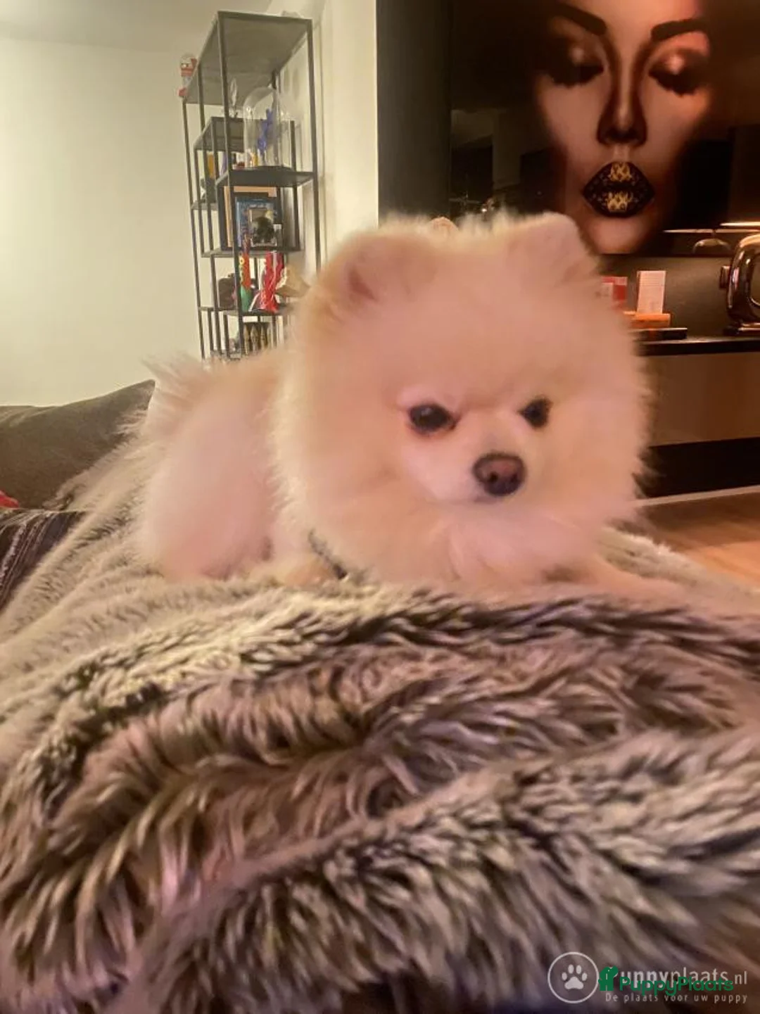 Pomeriaan honden ter dekking: Dekreu Pomeranian Stamboom aangeboden in Voorburg - Advertentie 2
