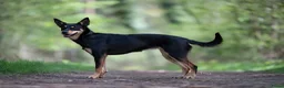 Australian Kelpie honden te koop: Australian Kelpie pups zoeken actieve baasjes - Advertentie 10