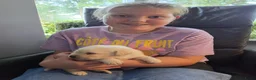 Labrador Retriever honden te koop: Prachtige blonde en zwarte labradorpups geboren! ♥ - Advertentie 10