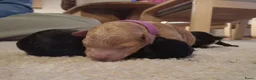 Poedel Toy honden te koop: Toy poedel puppies! - Advertentie 9