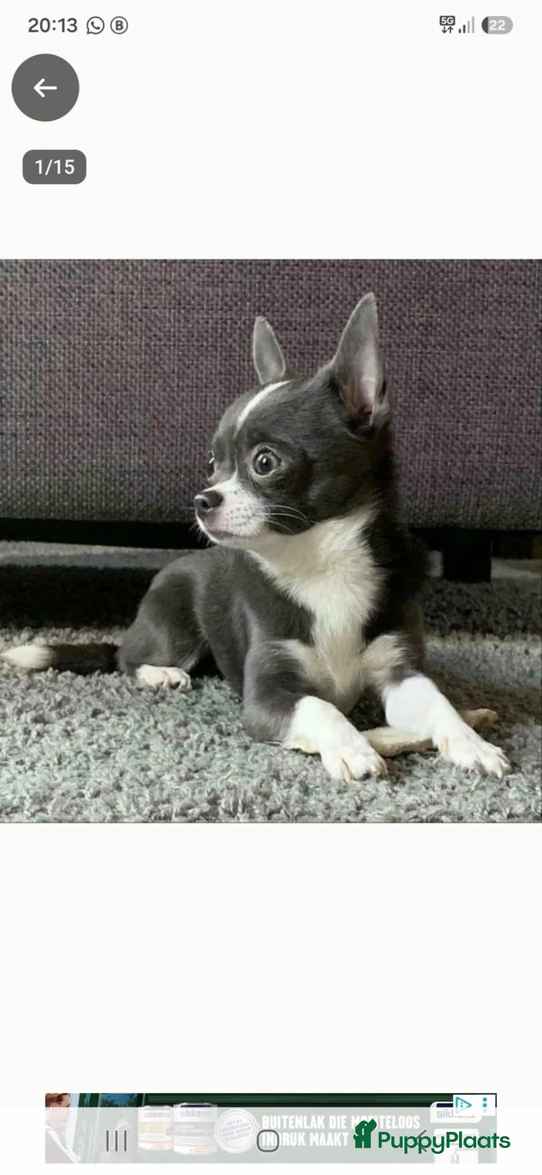 Chihuahua honden te koop: Chihuahua pups - Advertentie 14
