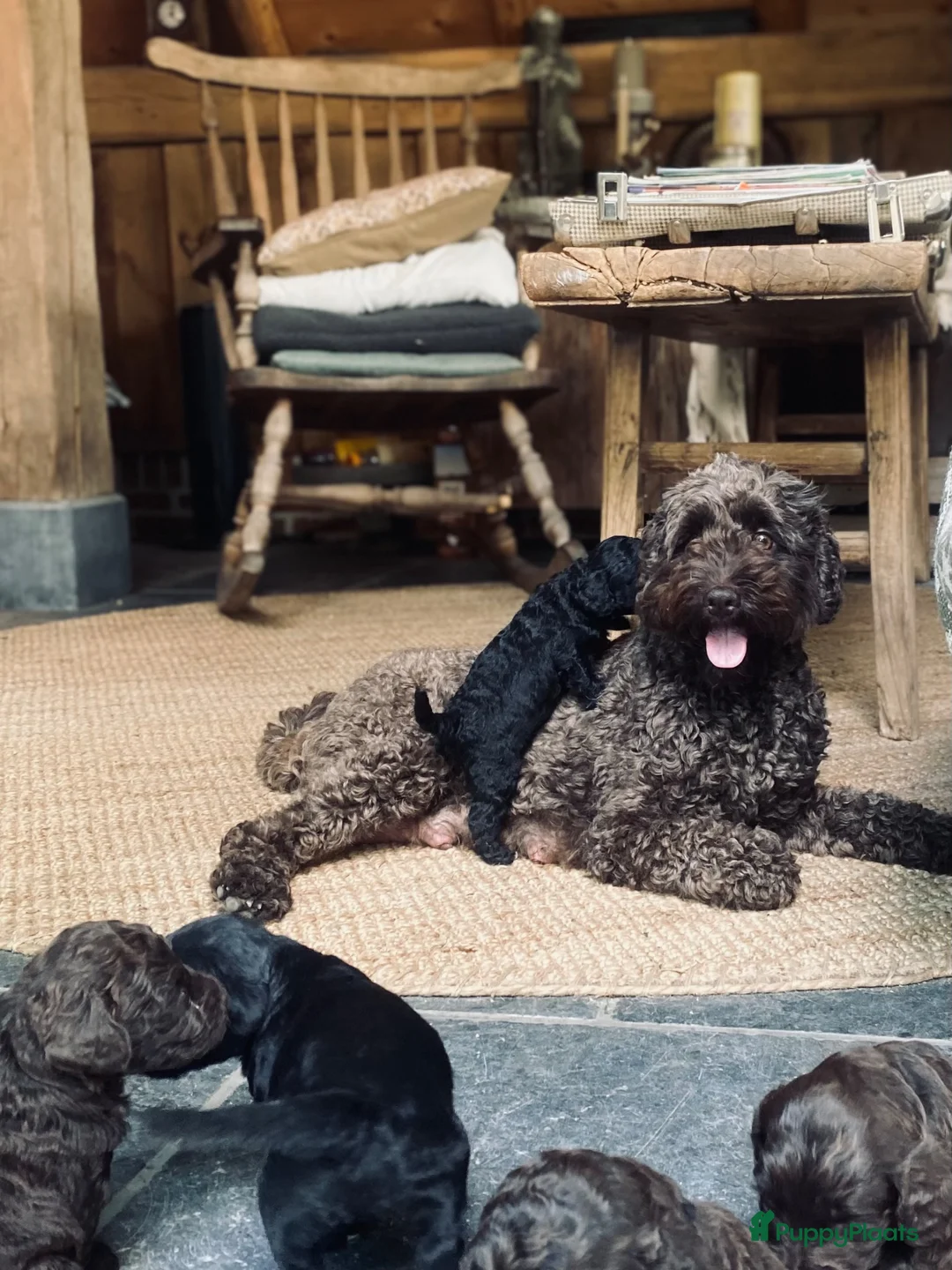 Kruising honden te koop: MINI x Medium labradoodle pups 🤎🖤 - Advertentie 1