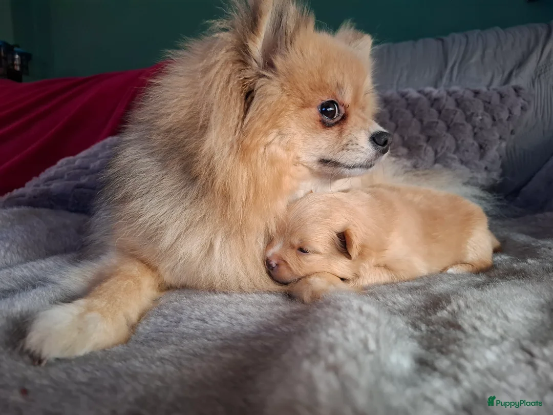 Pomeriaan honden te koop: Lieve pomeriaan pup vrouwtje - Advertentie 1