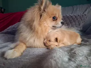 Pomeriaan honden Lieve pomeriaan pup vrouwtje - Advertentie 1