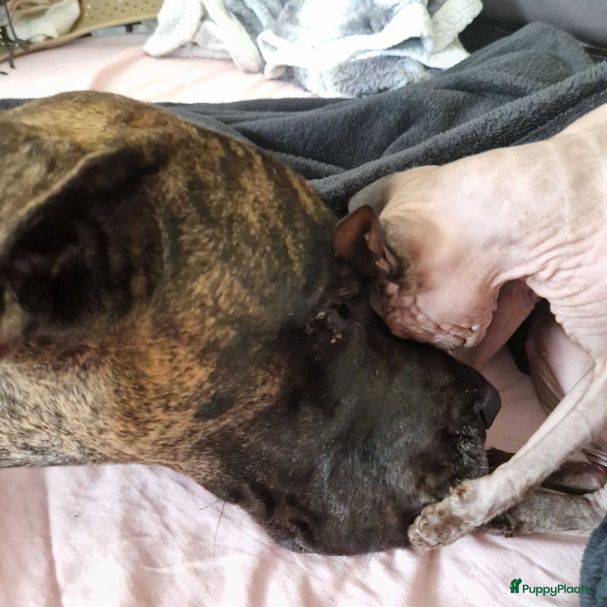Duitse Dog honden Duitse Dog Pups - Advertentie 4