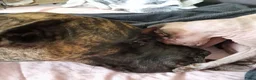Duitse Dog honden te koop: Duitse Dog Pups - Advertentie 1