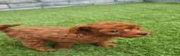 Poedel Toy honden te koop: Mooi abrikoos rood toy poedel reutje. - Advertentie 5