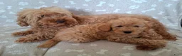 Dwergpoedel honden te koop: Super lieve dwergpoedel pup zoekt gouden mandje - Advertentie 1