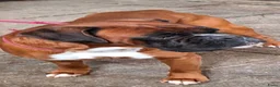 Kruising honden te koop: Unieke leuke kruising boxador x boxer pups - Advertentie 14