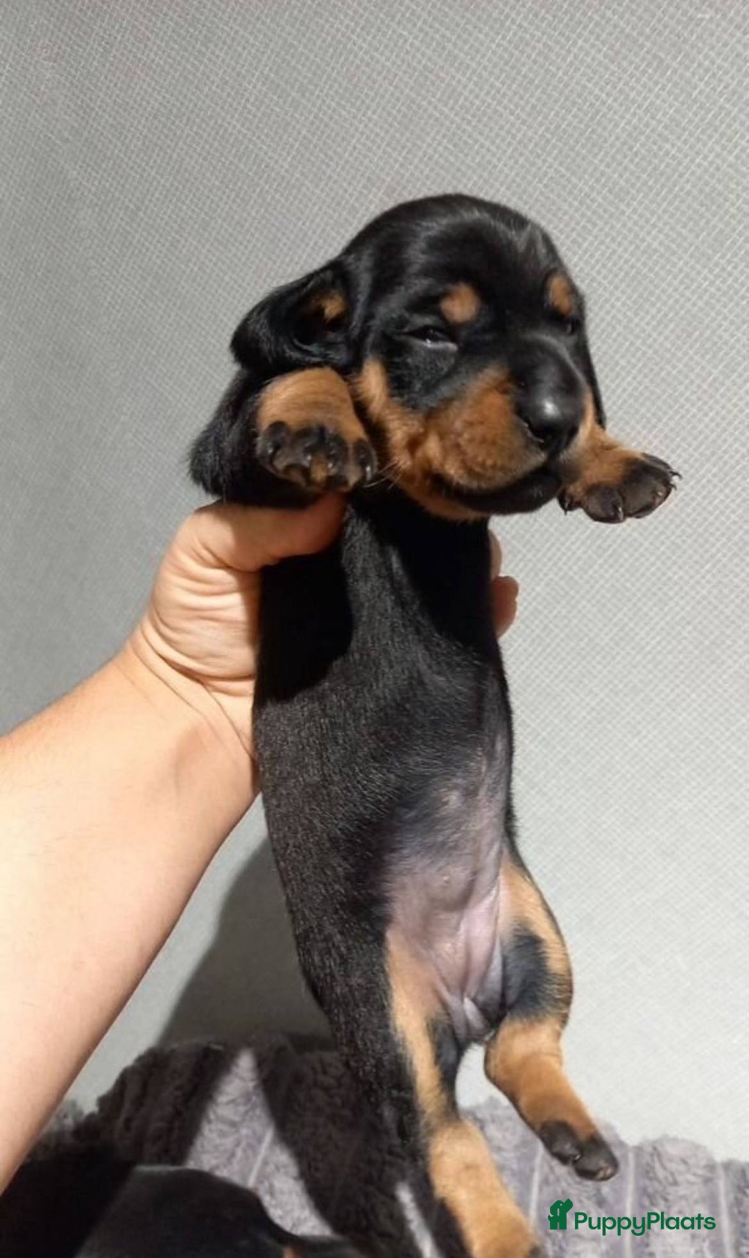 Teckel (korthaar)  honden te koop: Meerdere Teckel pups - Advertentie 4