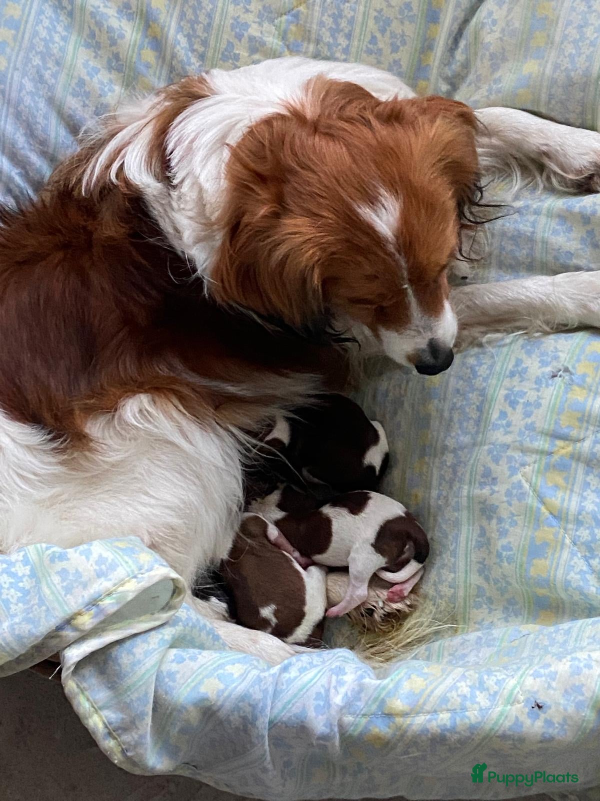 Kooikerhondje honden Prachtige kooikerpups - Advertentie 1