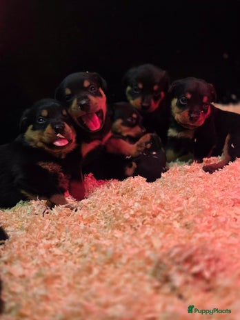 Rottweiler honden Rottweiler pups - Advertentie 2