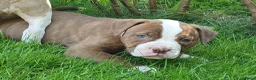Amerikaanse Bulldog honden te koop: Mooie Amerikaanse Bulldog pups  - Advertentie 30